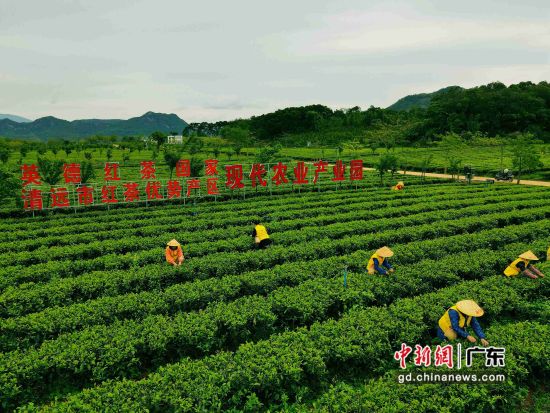 广东英德市17万亩茶园全面开启春茶采摘。 作者 张勤津