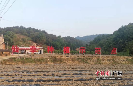位于梅州大埔的仙草种植示范点现场 作者 广州市应急管理局 供图