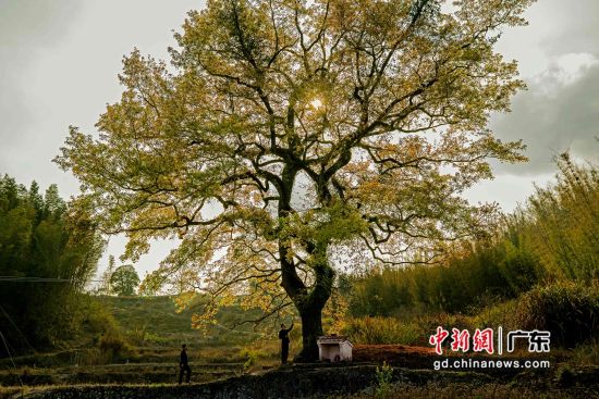 韶关始兴县隘子镇石头塘的枫香树。广东省林业局 供图