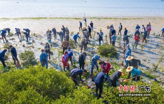 湛江沿海滩涂开展义务植树活动。广东省林业局 供图