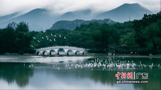 肇庆星湖湿地公园白鹭飞舞。广东省林业局 供图