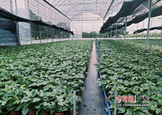 在农行广州分行支持下，周成银的永兴园艺种植棚内郁郁葱葱。农行广东分行供图