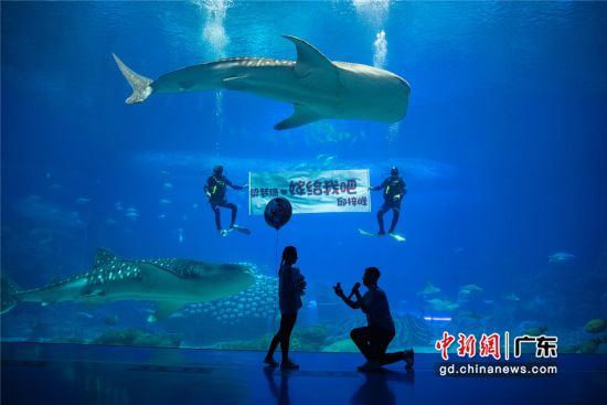 珠海长隆为医护情侣举办主题为“蓝色浪漫”的海底求婚仪式。 作者 邓泳怡