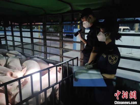 斗门海关关员对供澳活猪进行出口前临床检查。　杨俊英 摄