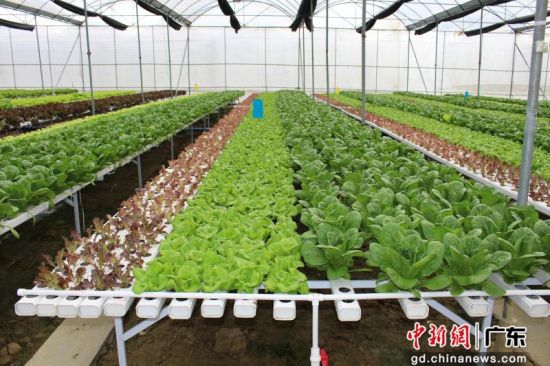 蔬菜大棚(资料图)。广州市农业农村局 供图