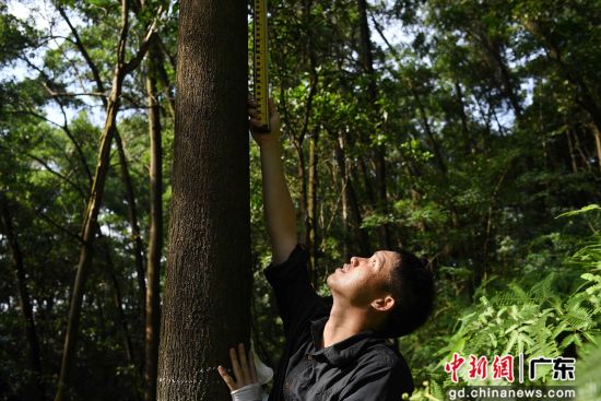 林勘技术人员测量树木高度。陈楚红 摄