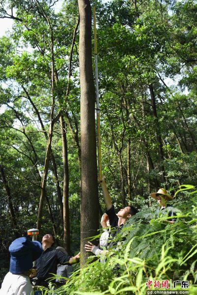 林勘技术人员测量树木高度。陈楚红 摄
