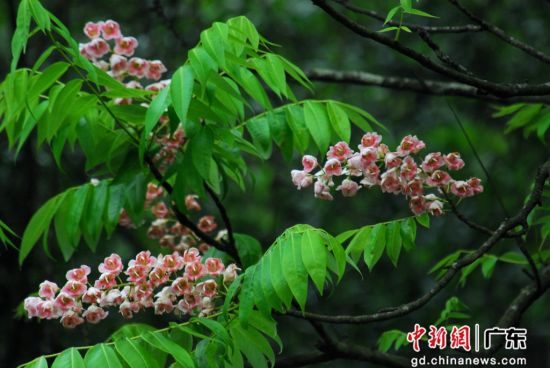 伯乐树。广州市林业和园林局 供图