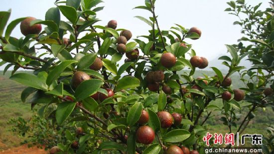 油茶树结出硕果。广东省林业局 供图