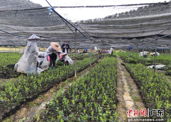 油茶树苗培育大棚。广东省林业局 供图
