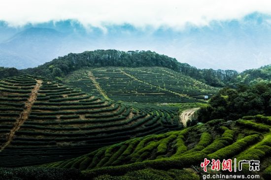 梅州兴宁荒山上种植油茶树。广东省林业局 供图