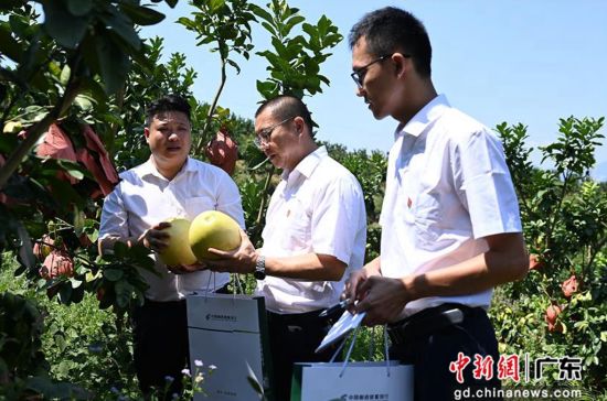 邮储扶贫干部吕学明(中)村书记彭晋丰(左)在查看柚子长势。陈楚红