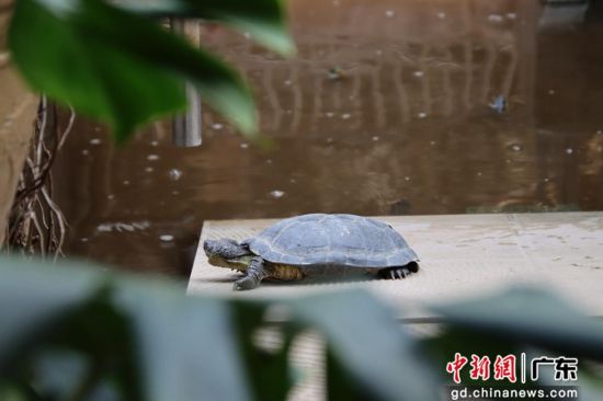 乌龟在养殖龟池里活动。 作者 浈宣 供图