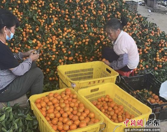 广州从化的橘园里，果农们正在对砂糖橘进行选果和分级。李静 摄