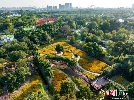 广州海珠国家湿地公园总面积1100公顷，是全国特大城市中心区最大的国家湿地公园。 作者 谢惠强