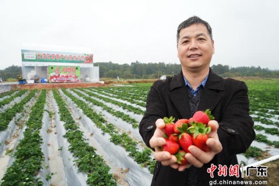 马志刚在大湾区草莓产业基地展示饱满鲜嫩的草莓 作者 通讯员 供图