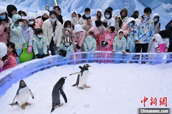 正佳企鹅冰雪世界迎客 陈楚红 摄