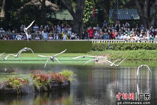 2日是全球第27个“世界湿地日”，广州长隆飞鸟乐园展现湿地生态勃勃生机。 作者 陈骥�F