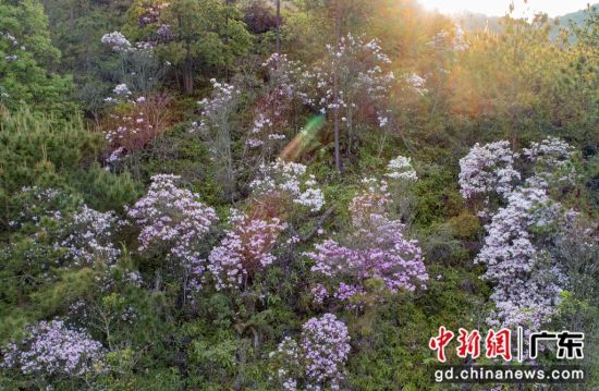 天井山的云锦杜鹃。广东省林业局 供图