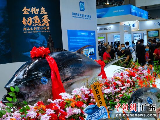 图为一条重约450公斤的蓝鳍金枪鱼亮相博览会。 作者 陈文