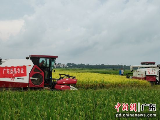 广东高州举办丝苗米省级现代农业产业园夏粮丰收节