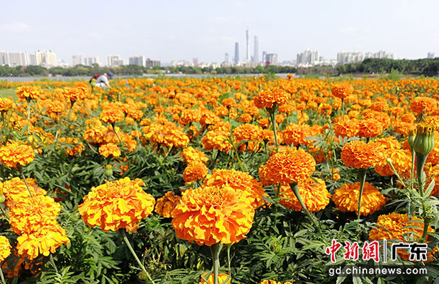 廣州海珠國家濕地公園的大片硫華菊盛開。中新社記者 程景偉 攝