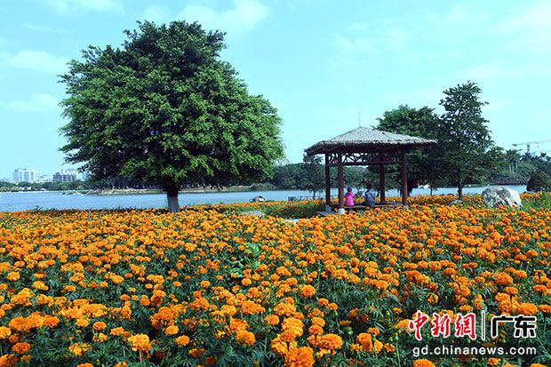 廣州海珠國家濕地公園有序開放，吸引市民游覽。中新社記者 姬東 攝.