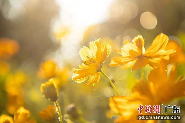 廣州海珠國家濕地公園的菊花在陽光照射下分外美麗。中新社記者 程景偉 攝