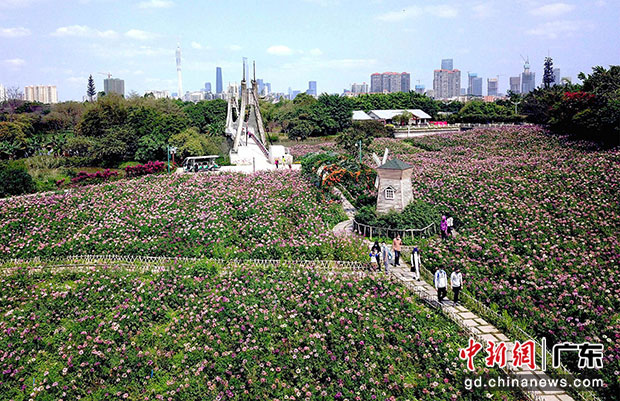 廣州海珠國家濕地公園的大片花海。中新社記者 姬東 攝