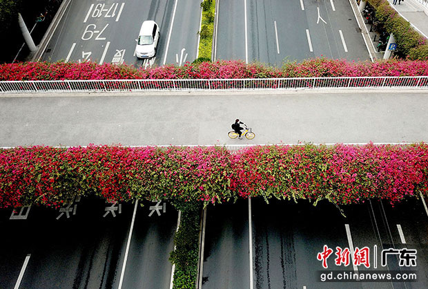 廣州人行天橋的勒杜鵑開得紅艷。中新社記者 姬東 攝