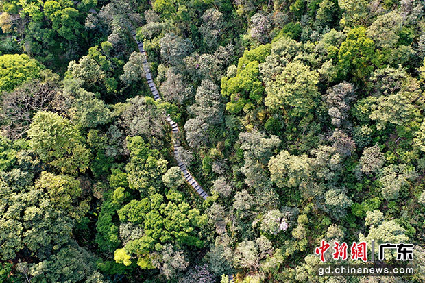 梧桐山國家森林公園是中國第一個國家森林公園，這里生物資源極其豐富。中新社記者 陳文 攝