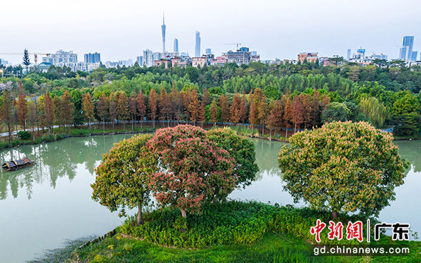 从湿地公园看广州城区