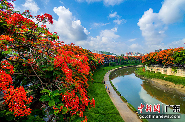 在广东，凤凰木花开正艳，与蓝天白云、绿色相得益彰。广东省林业局 供图