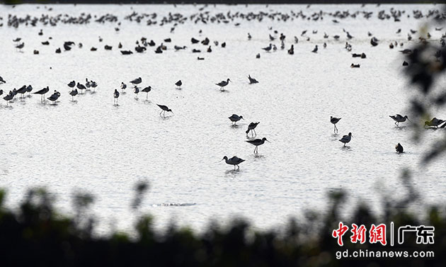 珠江口滩涂湿地是水鸟栖息的重要场所。中新社记者 姬东 摄