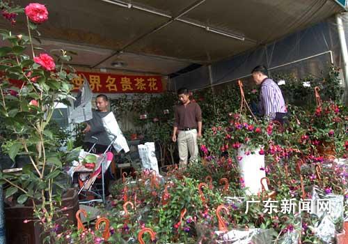 广州花卉市场暂未受云南干旱影响
