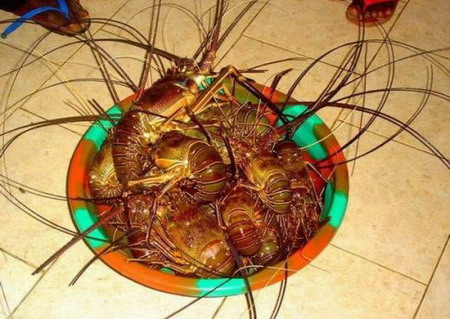 柬埔寨蜘蛛大餐!盘点全球让人胆寒的特色小吃