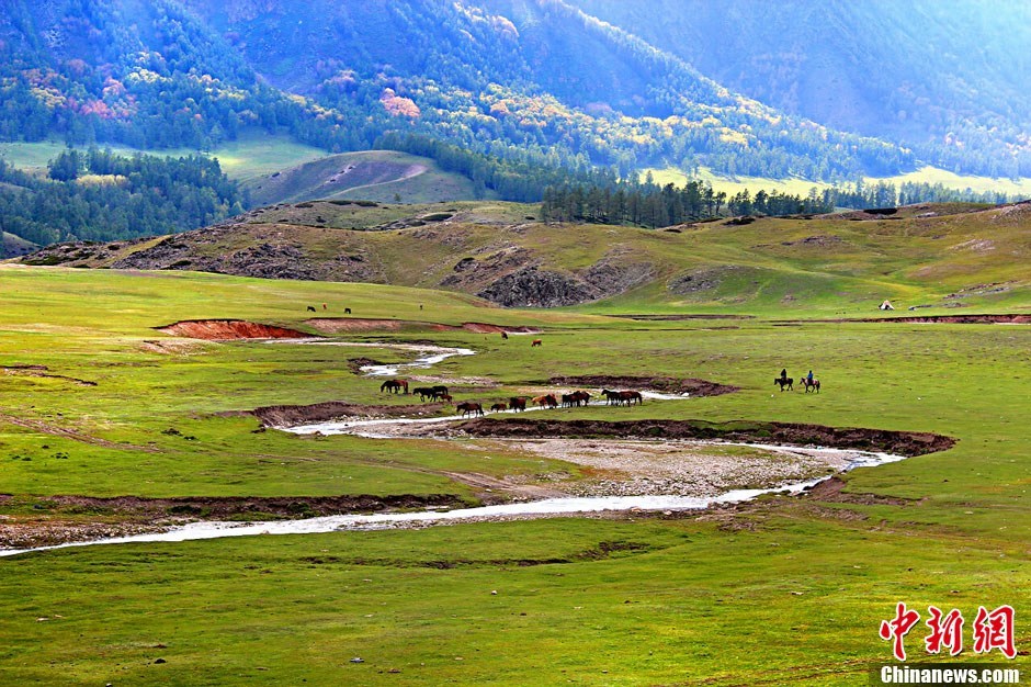 6月好去处 新疆阿勒泰草原犹如烂漫多彩画卷