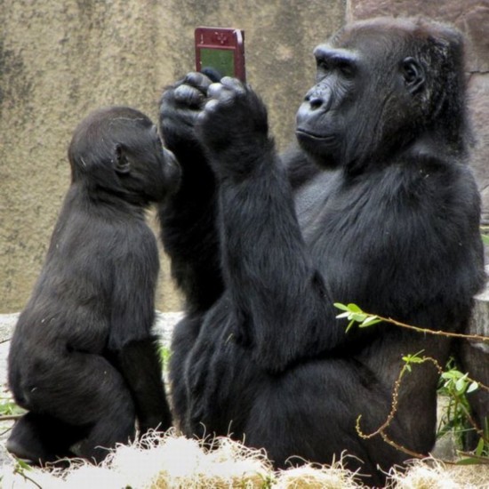 笑破肚皮的动物搞笑照:大猩猩玩游戏机(图)
