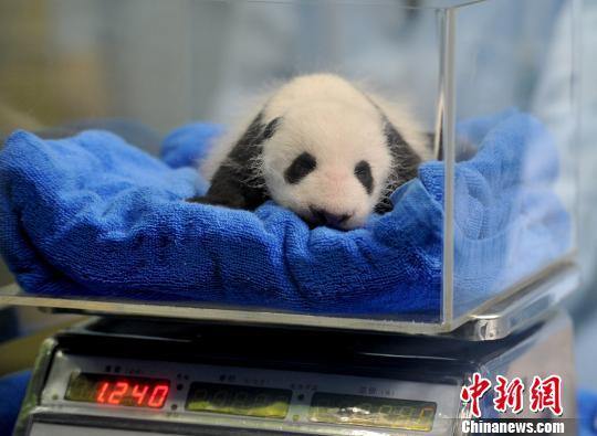 华南首只熊猫宝宝满月秀出健康可爱