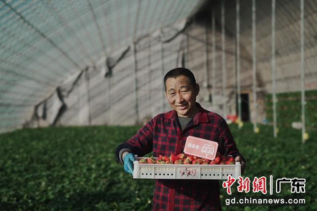 ▲丹东草莓不仅收到消费者喜爱，还是一个富民产业。苏兆阳｜摄