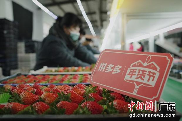 ▲丹东草莓成为年轻人的年货新宠，越来越多20-30岁的年轻人喜欢拼一箱来自丹东的过年礼物。苏兆阳｜摄