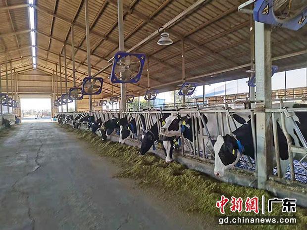 图为风行乳业奶牛养殖场。 农发行供图