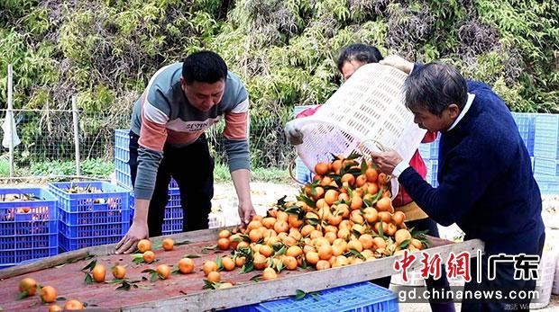 梅州市乡村振兴驻周江镇工作队会同喜多多超市人员到果园采摘收购年桔。(赖永涛摄)