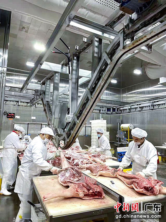 京基智农24小时不停转，确保“圳品”猪肉量价齐稳。 京基智农 供图
