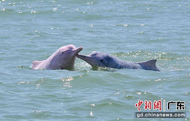 “海上大熊猫”中华白海豚（资料图） 江门市自然资源局供图