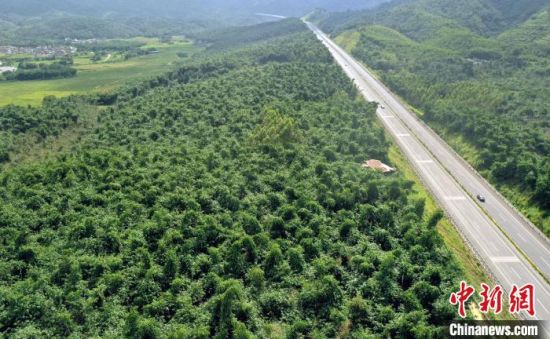 广东省林业特色产业发展基地增至30个